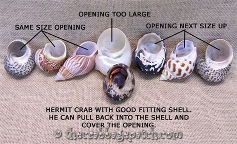 Hermit Crab Shell Selection Names For Hermit Crab, Hermit Crab Setup, Hermit Crab Homes, Crab Ideas, Hermit Crab Care, Crab Habitat, Hermit Crab Habitat, Crab Tank, Hermit Crab Tank