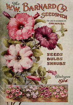 W.W.Barnard Co.Catalogue 1914 Seed Packet Art, Seed Labels, Vintage Seed Packet, Flower Seed Packets, Petunia Flower, Seed Art, Vintage Seed Packets, Victorian Gardens, Garden Catalogs