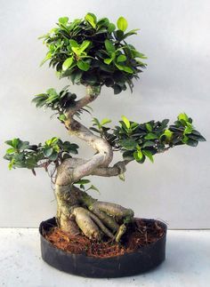 Bonsai Ficus on Pinterest | Juniper Bonsai, Bonsai and Bonsai Forest Ficus Microcarpa Bonsai, Large Bonsai Tree, Ficus Microcarpa Ginseng, Ginseng Ficus, Ginseng Bonsai, Ficus Ginseng Bonsai, Ficus Bonsai Tree, Ficus Ginseng, Ficus Bonsai