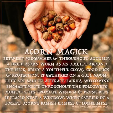 acorn-magick                                                                                                                                                     More Witchy Tips, Magick Spells, Eclectic Witch, Hedge Witch, Herbal Magic, Pagan Witch, Wicca Witchcraft, Witch Stuff, White Witch