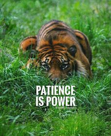 Patience Is Power, Patience Citation, Tiger Quotes, Patience Quotes, Lion Quotes, Warrior Quotes, Boss Quotes, Strong Quotes, Badass Quotes