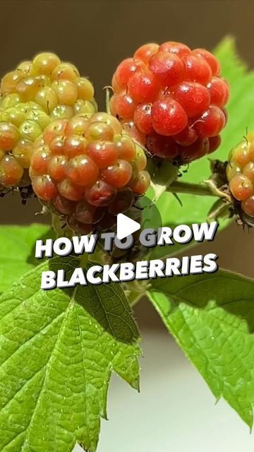 Armen Adamjan on Instagram: "How to grow your own blackberries right at home! 🌱😲 
.
.
.
.
#blackberries #lifehack #planttips #upcycle #grow #gardening #gardenhacks #plantbased" Blackberry Plants How To Grow, How To Plant Blackberries, Blackberry Bushes Growing, Propagate Blackberries, Transplant Blackberry Plants, Grow Your Own, Blackberry, Gardening Tips, Plants