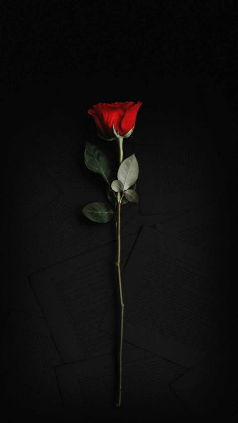 Rose Wallpapers, Black Roses Wallpaper, Wallpaper Iphone Dark, Dark Red Roses, Red Roses Wallpaper, Nature Iphone Wallpaper, Black Wallpaper Iphone Dark, Roses Wallpaper, Rosé Aesthetic