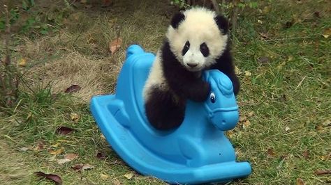 60 Cutest Panda Moments Ever Captured Ferrari F1 Car, Panda Meme, Car Tesla, Ford Shelby Cobra, Pandas Playing, Ferrari Ff, Baby Panda Bears, Cute Pandas, Ferrari F430