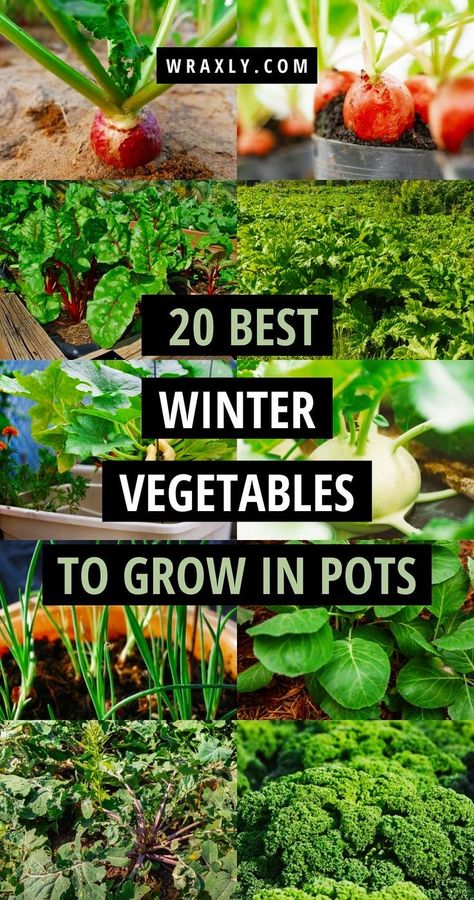 Winter Vegetable Gardening, Vegetable Container Garden, Vegetables To Grow In Pots, Growing Winter Vegetables, Broccoli Plant, Growing Vegetables In Pots, Winter Vegetable, Winter Veggies, Vegetables To Grow