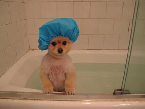 The shower is your place to analyze every conversation of the day and think of every possible thing you could've said. Baby Pomeranian, Blue Merle, Cute Animal Pictures, Small Dog, Shiba Inu, Cute Funny Animals, Animals Friends, Pom Poms, I Love Dogs