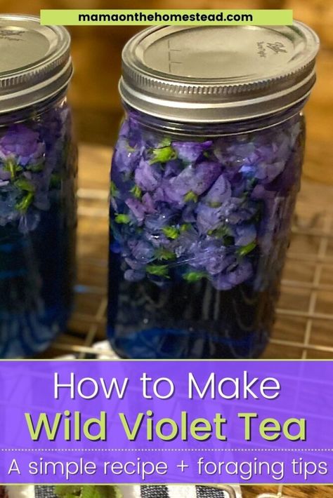 Violet Tea is a beautiful, refreshing, & medicinal spring drink. Make this wild violet tea recipe with flowers picked right in your backyard! #wildviolets #commonblueviolet #violettea #wildviolettea #wildedibles #eattheyard #herbaltea #homemadeherbaltea #foraging #homesteading #homesteadmama Violet Tea, Herb Drink, Flowers Recipes, Tea Blends Recipes, Spring Drink, Wild Violets, Edible Flowers Recipes, Flower Recipes, Teas Recipes