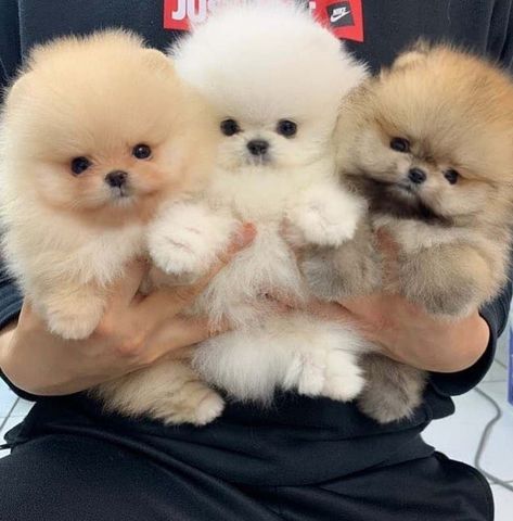 Cute Fluffy Dogs, Cute Teacup Puppies, Cute Small Dogs, Cute Dogs Images, Very Cute Puppies, Really Cute Puppies, Pomeranian Puppies, Super Cute Puppies, Cute Small Animals