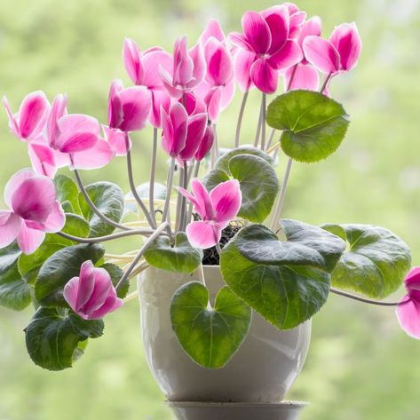 how to care for cyclamen Small Back Garden Ideas, Small Patio Garden Ideas, Small Balcony Decorating Ideas, Small Back Garden, Easter Plants, Living With The Land, Garden Design Diy, Balcony Decorating Ideas, Balcony Decor Ideas