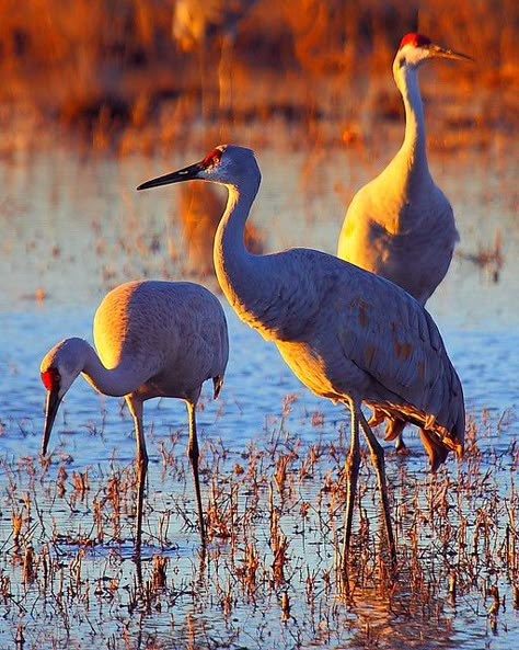 Sandhill Cranes, Sandhill Crane, Shorebirds, Animal Reference, Herons, Animal References, Big Bird, Bird Pictures, Exotic Birds