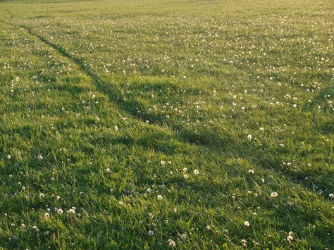 Grass Field Aesthetic, Field Background, Meadow Aesthetic, Children Of Eden, Grass Flower, Vivid Dreams, Nostalgia Aesthetic, Grass Field, Night At The Museum