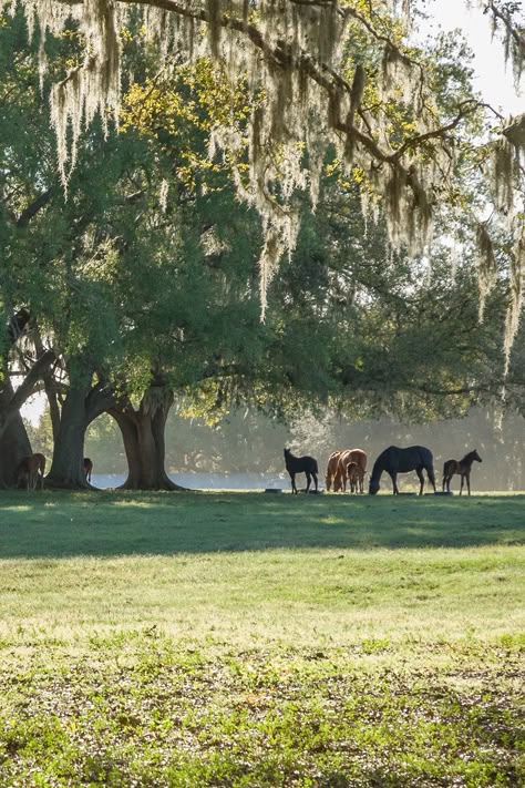 Horse Paddock, Horse Farm Ideas, Dream Stables, Hay Barn, Specimen Trees, Dream Future, Dream Barn, Horse Property, In The Summertime