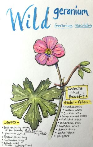 My Native Front Yard – Wild Geranium – Let's Paint Nature! Native Front Yard, Wild Geraniums, Paint Nature, Plant Bugs, Wild Geranium, Field Journal, Medicinal Herbs Garden, Herbs Garden, Mason Bees