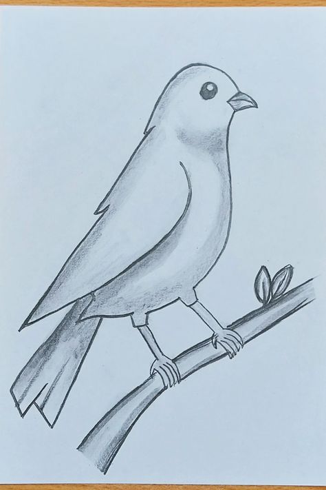 Learn How to draw a bird step by step easy. Pencil sketch tutorial and basic shading #birddrawing #pancilsketchbird #drawing Drawing A Bird Step By Step, Pencil Shading Birds, Drawing A Bird Easy, Basic Animal Drawings, Sketch Animals Easy, Birds Sketches Pencil Easy, Sketch Of Bird, Cute Easy Animal Drawings Step By Step, Easy Drawings Birds