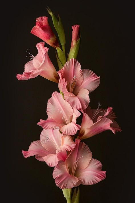 Gladiolus - Flowers - Featured Content - Lovingly High Quality Flower Pictures, Lark Spur Flower, Gladiola Flower Arrangements, Unique Flower Photography, Gladius Flower, Gladioli Garden, Gladiolus Flower Colors, Gladiolus Flower Aesthetic, Gladiolus Tattoo Color