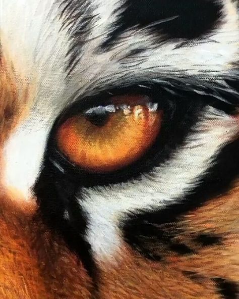 Tiger Eyes Paintings, Eye Of A Tiger, Animals Eyes Drawing, Tiger Eye Sketch, Animal Eyes Painting, Tiger Eye Painting Acrylic, Animal Eye Painting, Tiger Eyes Drawing, Eye Hyperrealism