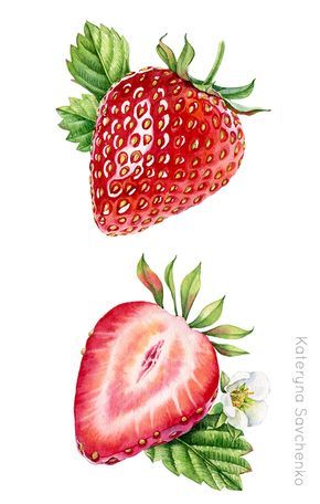 Watercolor botanical illustration of whole and a half of strawberry - detailed commercial illustration by Kateryna Savchenko Pintura A Guache, Illustration Strawberry, Akvarel Illustration, Strawberry Drawing, Strawberry Art, Commercial Illustration, Fruits Drawing, Watercolor Food, Watercolor Fruit