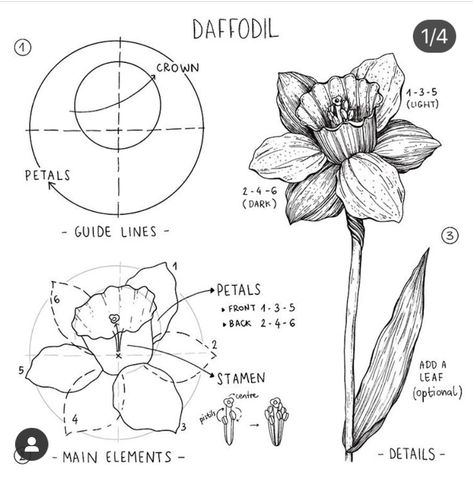 How To Draw A Narcissus Flower, Feminine One Line Art, Daffodils Flower Drawing, Daffodil Drawing Step By Step, How To Draw A Daffodil Step By Step, Daffodil Flower Drawing Simple, Art Reference Flowers, How To Draw Daffodils, How To Draw A Daffodil