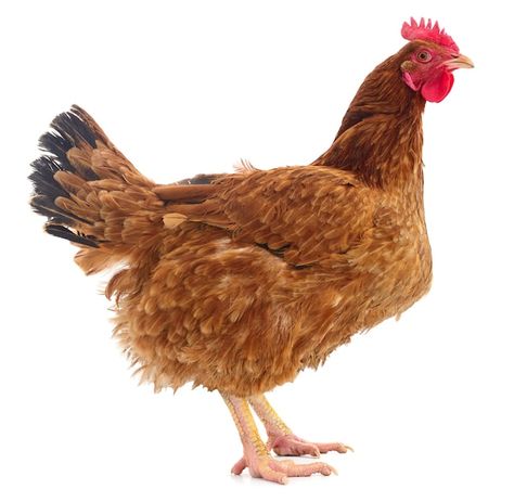 Photo brown hen isolated | Premium Photo #Freepik #photo #poultry-farm #chicken-farm #poultry #hen Chicken Portrait, Chicken Animal Aesthetic, Inasal Chicken Photo, Brown Chicken Animal, Golden Laced Wyandotte Hen, Hen, Stock Photos, Chicken