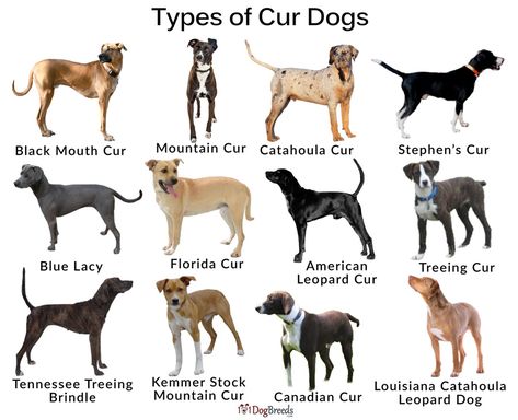 Athletic Dog Breeds, Mix Dog Breeds, Catahoula Puppies, Mutt Puppies, Dog Breeds Chart, Black Dogs Breeds, Dog Chart, Dog Infographic, Medium Dog Breeds