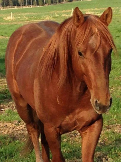 Sorrel Quarter Horse                                                       … Chesnut Horses Western, Sorrel Quarter Horse, Chestnut Quarter Horse, Sorrel Horse, Chestnut Horses, Aqha Horses, Horse Palomino, Frankenstein Monster, Rodeo Horses