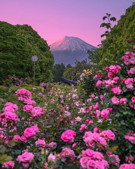 Japan Sky Wide, Asthetics Photos, Royal Library, Love Pink Wallpaper, Pink Skies, Flower Therapy, A Sky, Spring Aesthetic, Flowers Pink