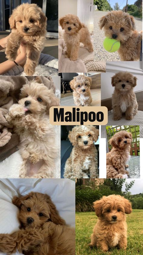 Maltipoo Dog, Cute Small Dogs, Dogs Images, Dream Pet, Dog Mommy, Very Cute Puppies, Cute Dogs Images, Maltipoo Puppy, Super Cute Puppies