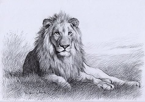 Resting Lion by thedrawinghands Lion Drawing Simple, Lion Drawings, Drawing Sitting, Lion Sketch, Lion Artwork, Lion Drawing, Dress Sketch, Lion Tattoo Design, Animal Drawings Sketches