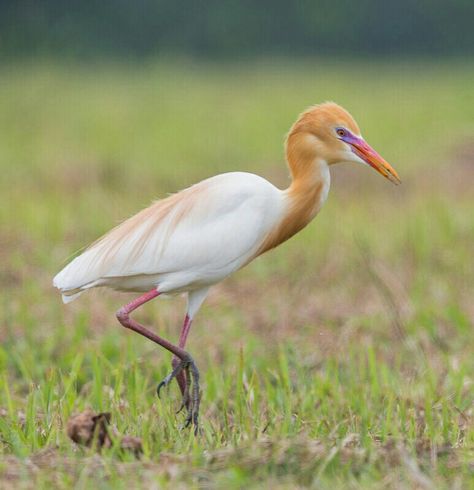 Id :-Cattle egret bird  Nalsarovar birds sanctuary. Guj.ahemedabad...  Nalsarovar   6th June 17 Egret Bird, Cattle Egret, Vietnam Trip, Types Of Birds, World Birds, Kinds Of Birds, Herons, Beautiful Bird, The Crow