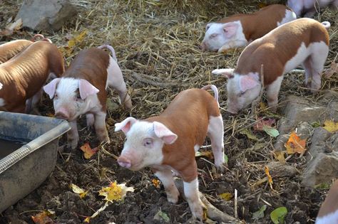 Baby Hereford Pigs - OMG, how adorbs are these guys? Especially on a farm with Hereford cattle! Hereford pigs are a mid to large meat breed, docile in nature. Sows may grow to about 600 & boars about 800lbs, but generally this lean meat hog would be ready for slaughter in 6 months @ about 250-300lbs. Hereford Pigs, Hereford Cattle, Pig Care, Cute Farm Animals, Teacup Pigs, Tamworth, Mini Pigs, Pet Pigs, Cute Piggies