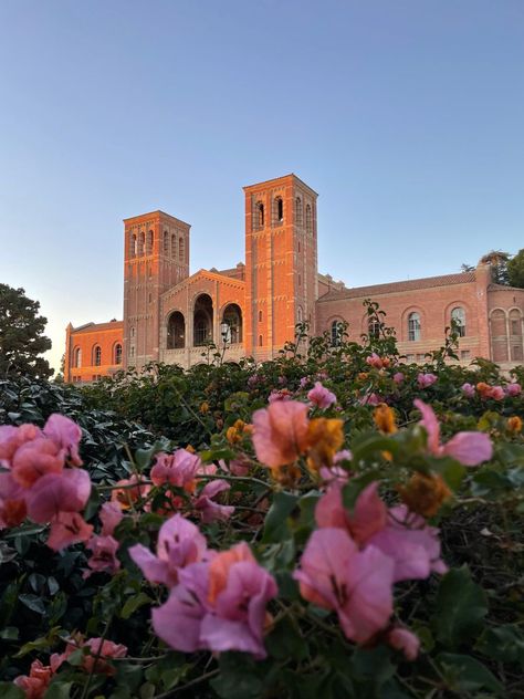 Ucla College Aesthetic, California University Aesthetic, Ucla Vision Board, California College Aesthetic, Ucla Campus Aesthetic, Ucla Wallpaper, Ucla Aesthetics, Ucla College, Ucla Campus