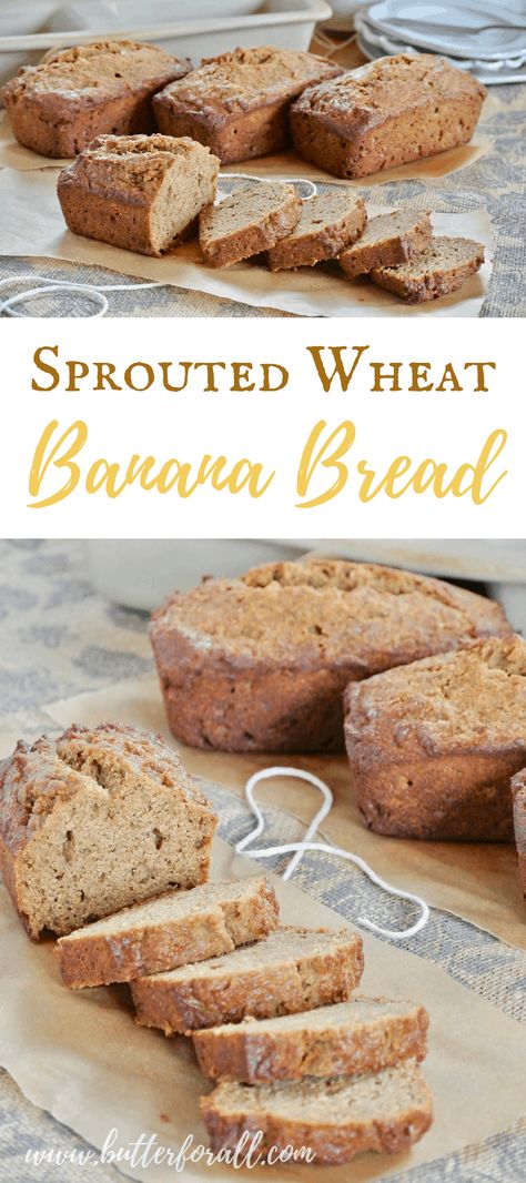 Sprouted Grain Bread Recipe, Grain Bread Recipe, Homemade Bread Buns, Wheat Berry Recipes, Sprouted Wheat Bread, Wheat Flour Recipes, Sprouted Wheat, Sprouted Grain Bread, Sprouted Bread