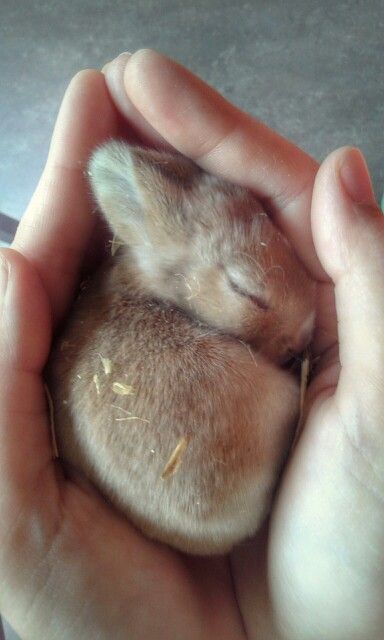 Sleeping bunny Bunny Curled Up, Rabbit Sleeping, Peace Of Wild Things, Bunny Sleeping, Inspo Drawing, Animal Poses, Sleeping Bunny, Pet Bunny Rabbits, Sketch Reference