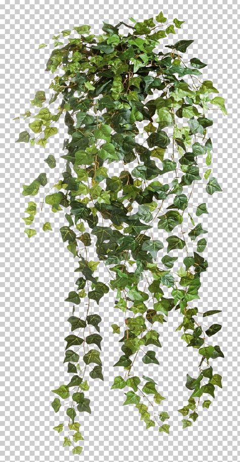 Family Tree Background, Virginia Creeper Vine, Vine Tree, Poison Ivy Plants, Tree Photoshop, Computer Icons, Tree Background, Plant Clips, Ivy Vine