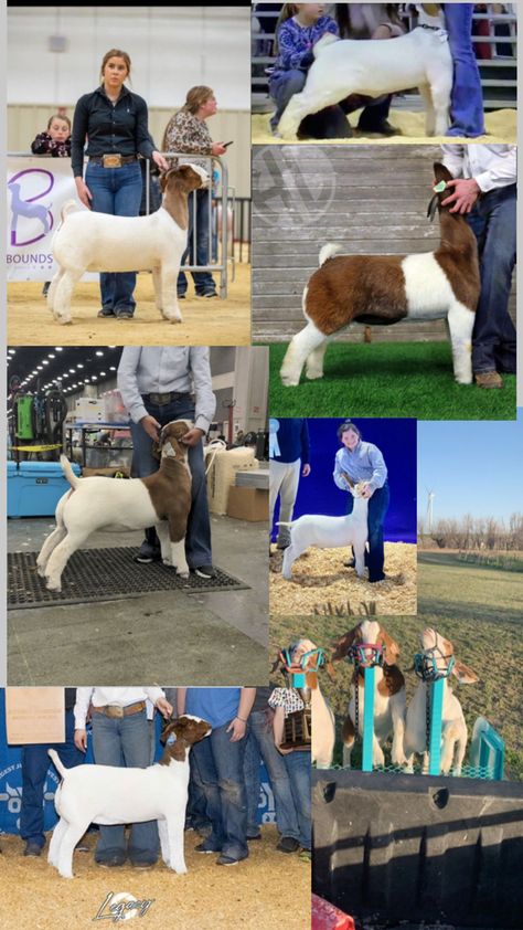 Market Goat Showmanship, Boar Goats, 4h Goats, Sheep Showing, Goat Showing, Show Sheep, Goat Ideas, Livestock Showing, Show Goats