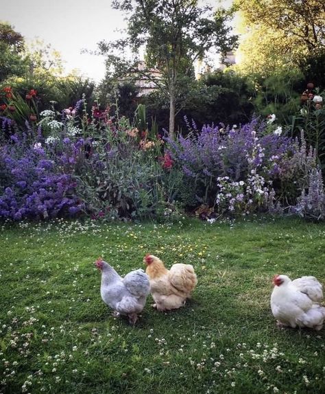 Future Farms, Farm Lifestyle, Dream Cottage, Hobby Farms, Chickens Backyard, Slow Living, The Ranch, Chicken Coop, Dream Garden