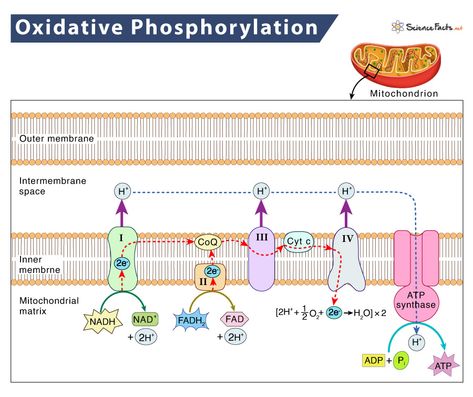 Oxidative Phosphorylation – Definition, Location, & Steps Biology Prints, Oxidative Phosphorylation, Cellular Biology, Biochemistry Notes, Biology College, Biology Diagrams, Electron Transport Chain, Redox Reactions, Krebs Cycle