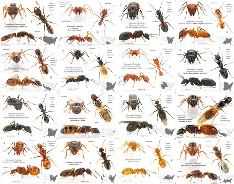 Types Of Ants, Bug Spray Recipe, Insect Illustration, Insect Species, Tiny Creatures, Cool Bugs, Garden Insects, Animal Book, Arthropods