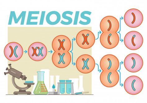 Schematic illustration with meiosis cell... | Premium Vector #Freepik #vector #education #medical #health #science Printable Folder, Cell Diagram, Pop Beads, Cell Division, Teaching Biology, Number Activities, Unit Plan, Medical Health, Classroom Setting