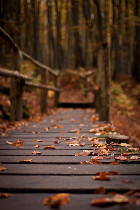 Fall Photography Nature, Family Travel Photography, Portraiture Photography, Vacation Photography, Outdoor Aesthetic, Travel Photography Inspiration, Fallen Leaves, Foto Tips, Autumn Nature