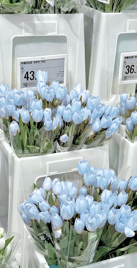 Tulip Flower Pictures, Pretty Flowers Pictures, Light Blue Aesthetic, Boquette Flowers, Blue Tulips, Nothing But Flowers, Flower Therapy, Beautiful Bouquet Of Flowers, Luxury Flowers