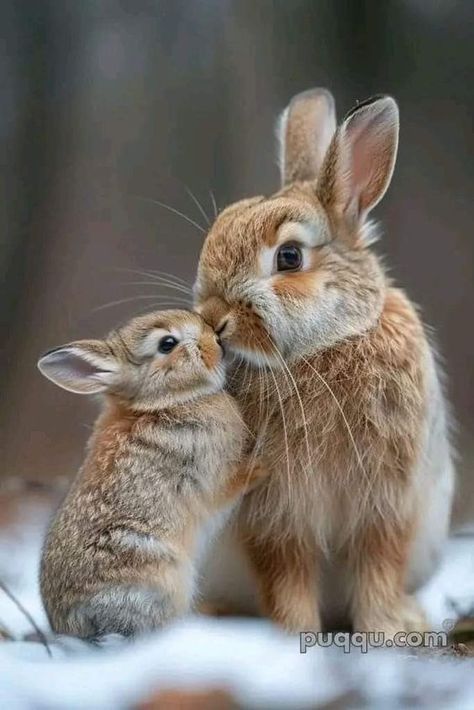 Secret Life Of Rabbits, Baby Animals Pictures, Cute Wild Animals, Cute Animal Photos, Cute Animal Pictures, Wildlife Animals, Little Animals, Sweet Animals, Animal Photo