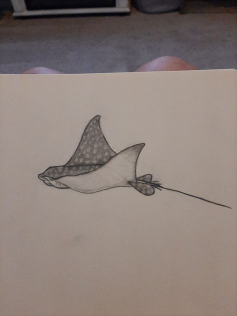 Manta Ray Drawing Step By Step, Spotted Stingray Drawing, Drawings Of Stingrays, How To Draw A Stingray Step By Step, Eagle Ray Painting, Spotted Eagle Ray Drawing, How To Draw Underwater Scene, Sting Ray Sketch, Eagle Ray Drawing