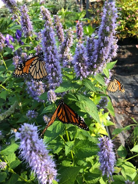 How To Attract Monarch Butterflies To Your Yard - Butterfly Bush Aesthetic, Butterfly Farm Aesthetic, Lydia Astetic, Kiana Core Vibe, Butterfly Garden Aesthetic, Butterflies In Garden, Monarch Butterfly Aesthetic, Butterfly Garden Ideas, Iris Core