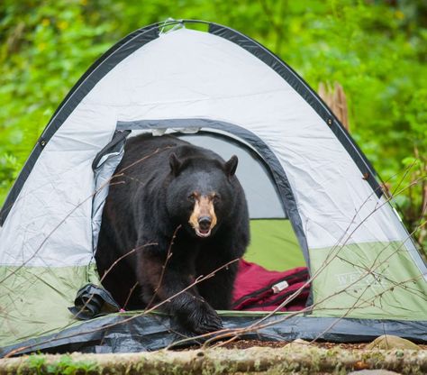 Camping Safety: How to Avoid Wild Animal Encounters Camping Packing Lists, Camping First Aid Kit, Keep Your Distance, Camping Safety, Bear Attack, Camping Organization, Bear Spray, Camping Cooking, Dangerous Animals