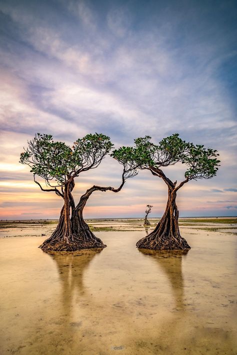 Sumba Island, Island Wallpaper, Bonsai Styles, Mangrove Forest, Beautiful Trees, Thousand Islands, Beautiful Places Nature, Travel List, Beautiful Tree