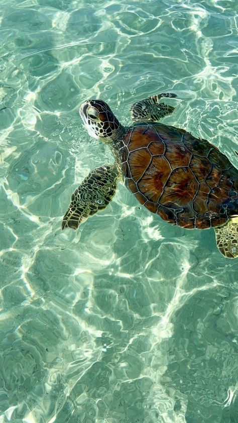 My Animal Aesthetic, Tortugas Aesthetic, Aesthetic Sea Pictures, Sea Animals Aesthetic, Sea Turtle Aesthetic, Cute Pictures Aesthetic, Ocean Vibes Aesthetic, Cute Water Animals, Sea Green Aesthetic