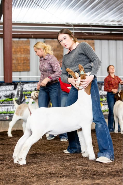 Show Hairstyles Livestock, Goat Showmanship, Stockshow Outfits, 4h Goats, Goat Showing, Show Lambs, Livestock Photography, Show Livestock, Livestock Judging