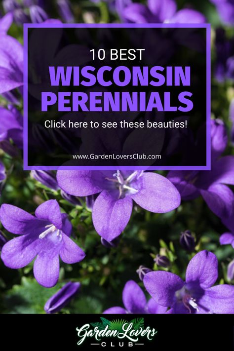 In this guide, we take a look at the best perennials that thrive in Wisconsin. Island Flower Bed Ideas, Wisconsin Landscaping Ideas, Wisconsin Gardening, Wisconsin Garden, Perennial Garden Ideas, Best Plants For Shade, Native Plant Landscape, Blooming Perennials, Plants That Attract Butterflies