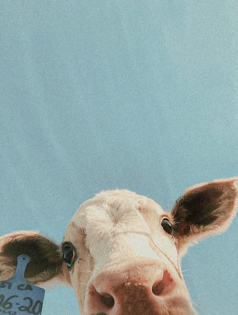 Cow Cute Wallpaper, Cute Cow Aesthetic, Cow Widget, Cute Cow Print Wallpaper, Cow Widget Ideas, Cow Wallpaper Aesthetic Iphone, Cow Ipad Wallpaper, Cow Lockscreen Aesthetic, Cow Aesthetic Wallpaper Iphone